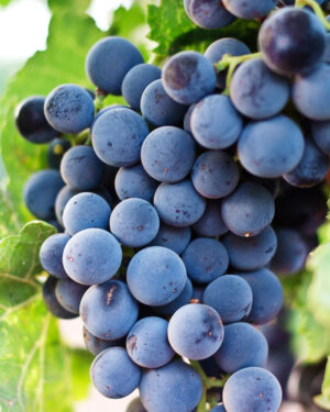 Grape