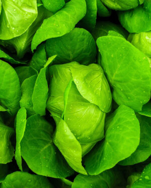 Lettuce